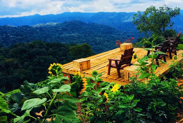 Bwindi Vs Volcanoes National park Gorilla Trekking