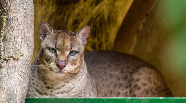 Golden cat trekking experience in Uganda