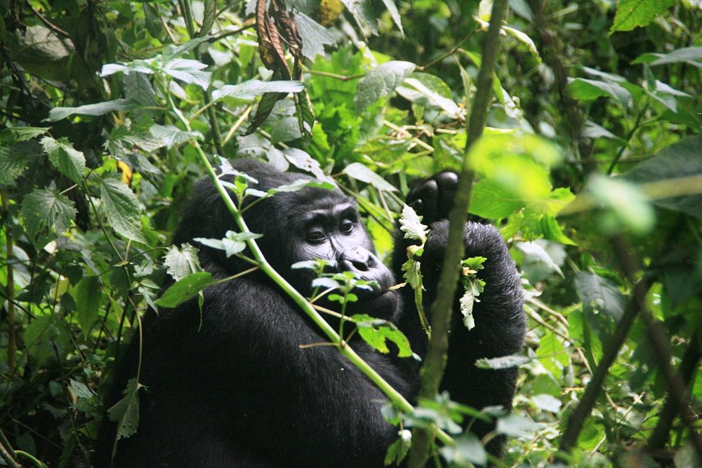 Gorilla trekking safaris