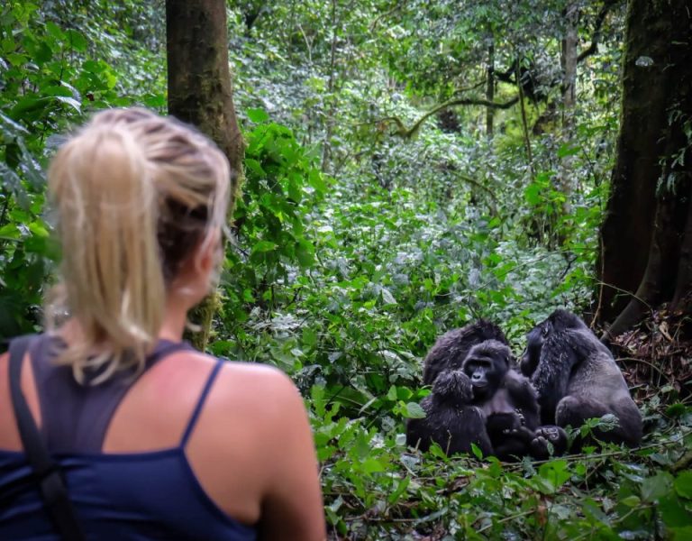 Solo gorilla trekking in Uganda