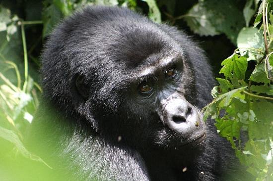 Booking Lat minute gorilla permits in Uganda