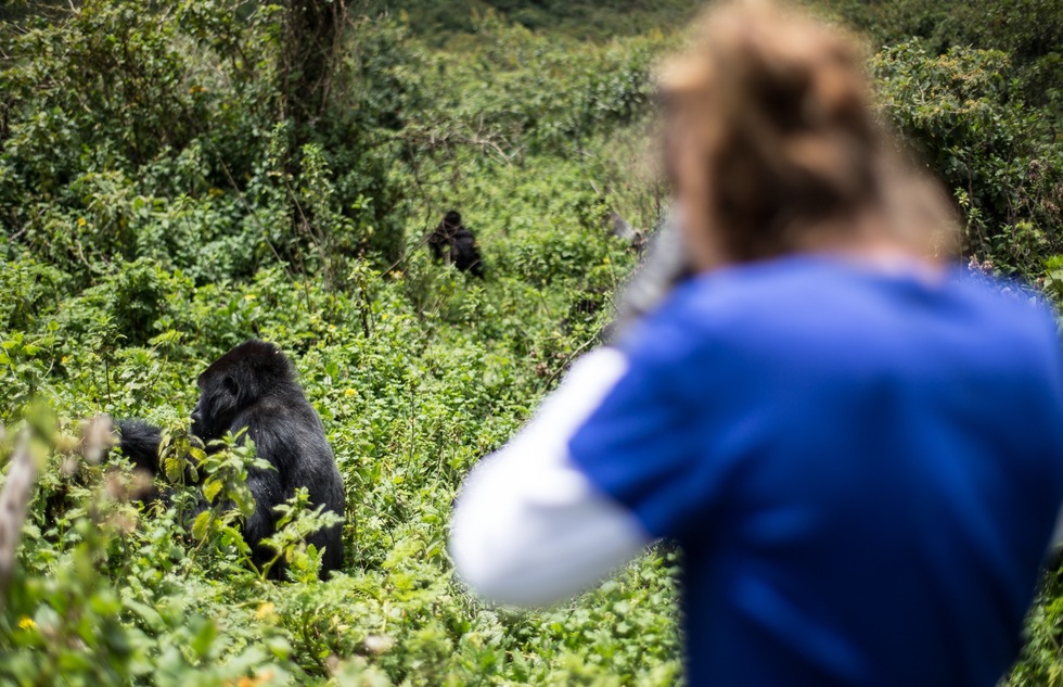Solo gorilla trekking in Uganda