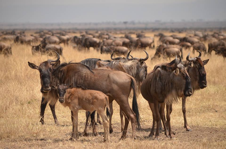 Best time for wildebeest migration