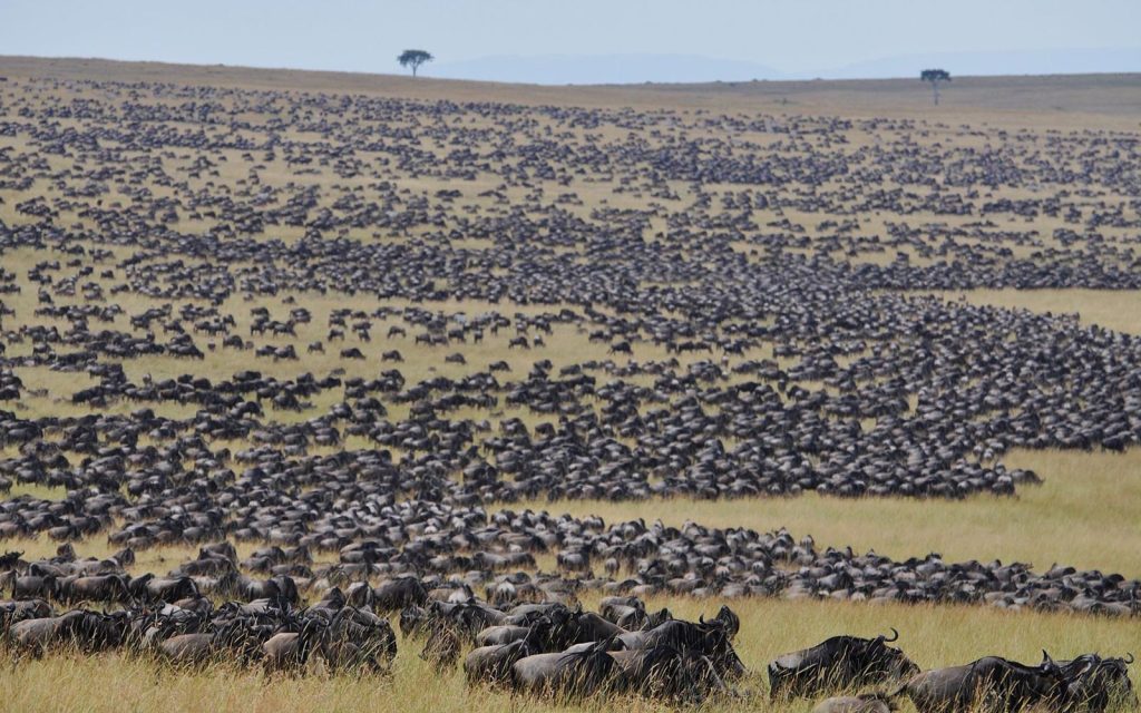 Wildebeest Migration in Tanzania