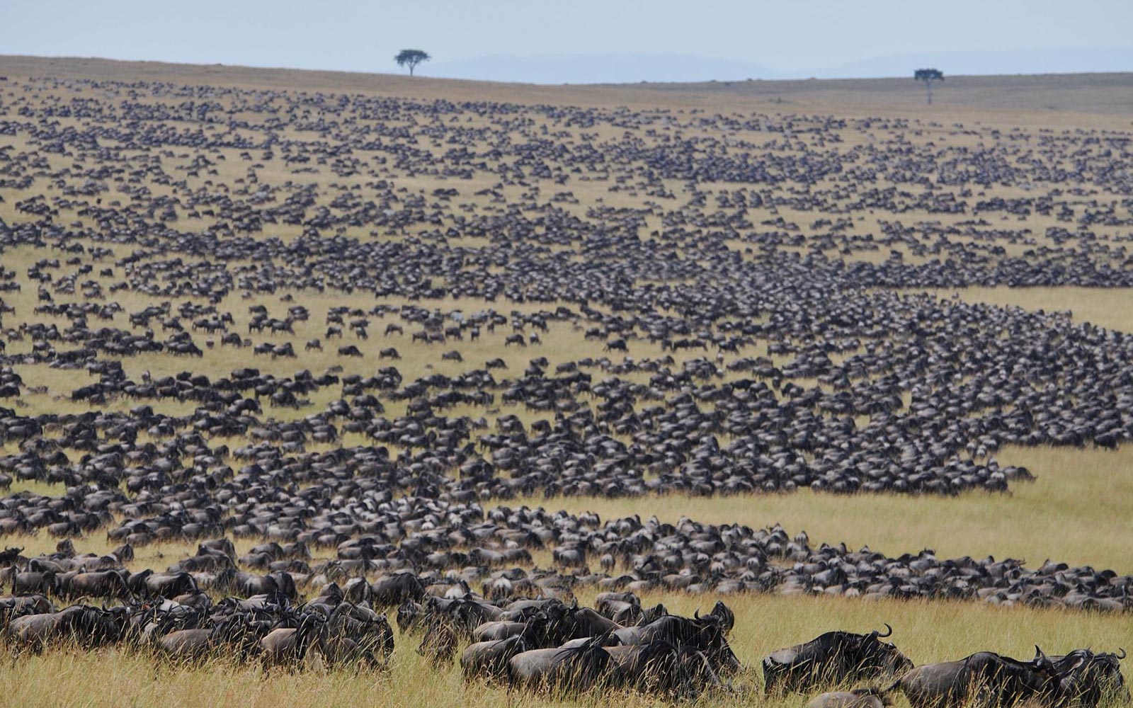 Best time for wildebeest Migration in Kenya and Tanzania