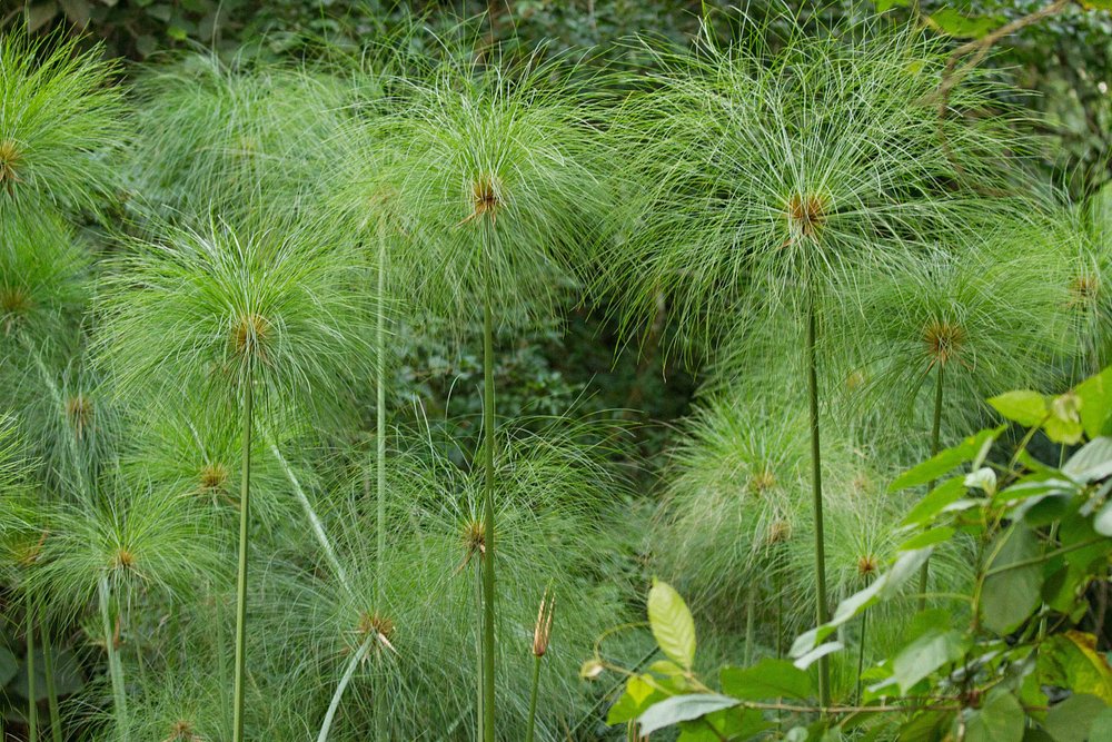 Bigodi Wetland sanctuary