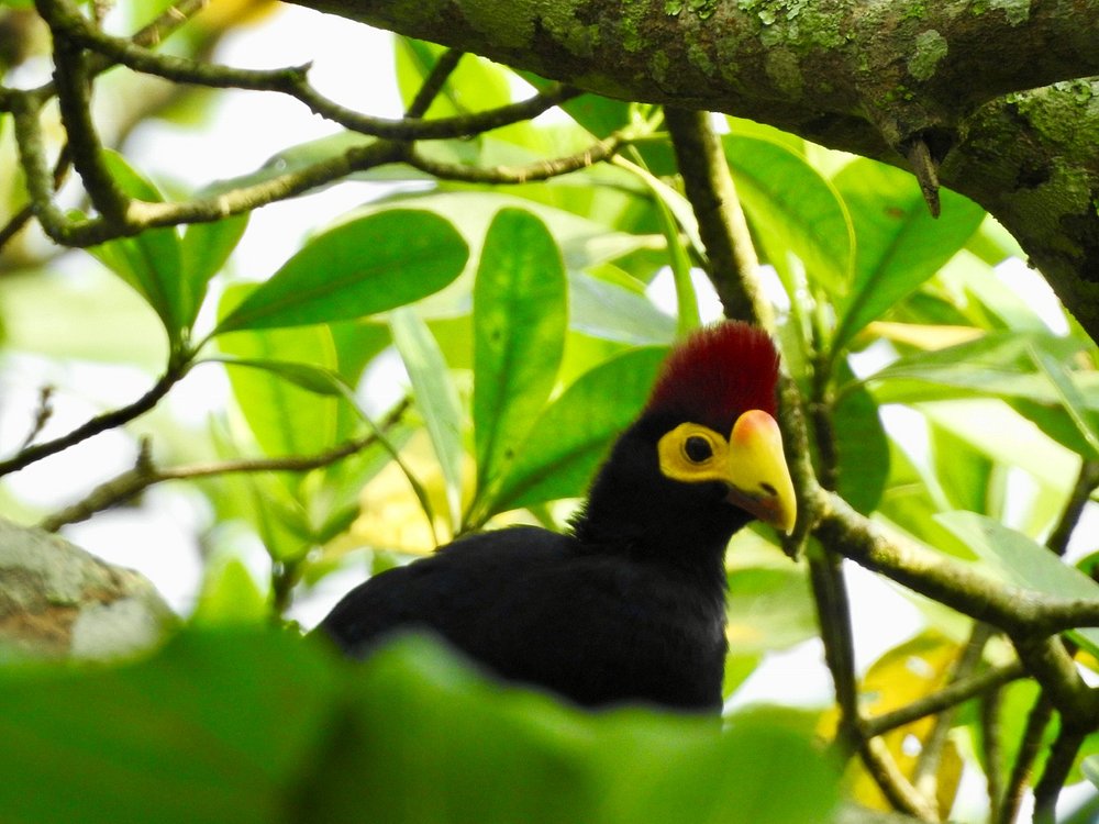 Bigodi Wetland sanctuary