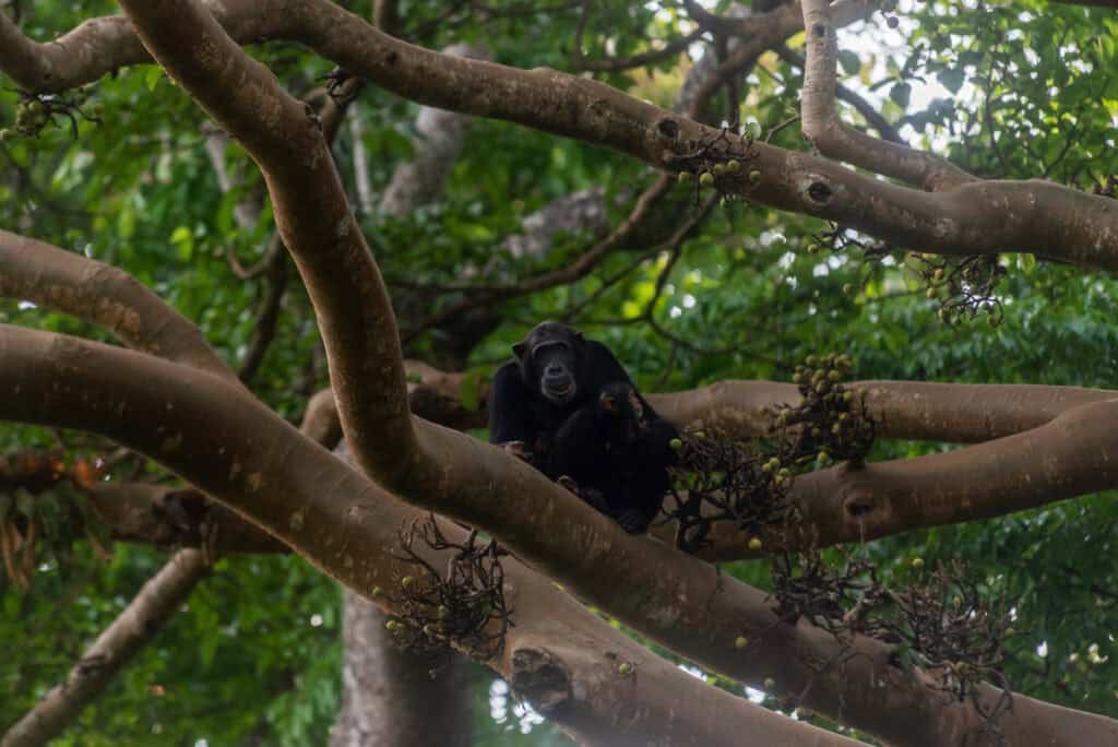 Chimpanzees in Budongo Forest