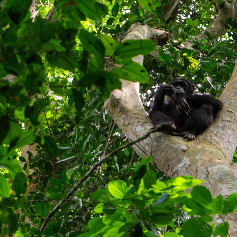 Chimpanzee Trekking in Budongo Forest