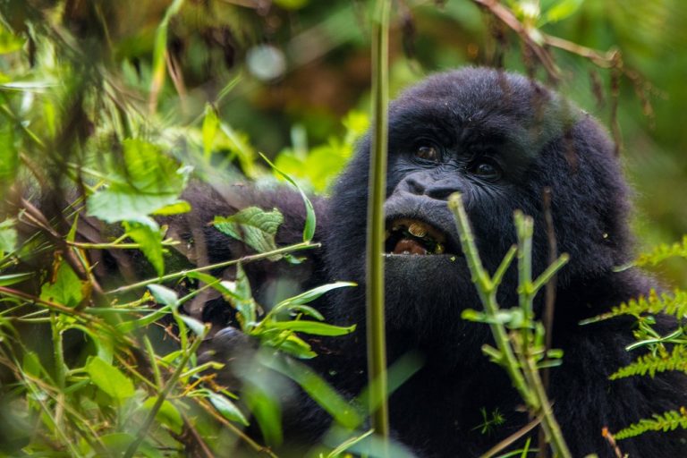 Can i trek Gorillas in Rwanda