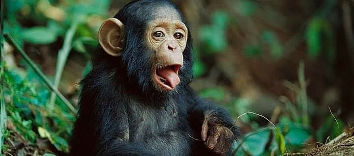 Chimpanzee trekking in Kibale Vs Nyungwe Forest