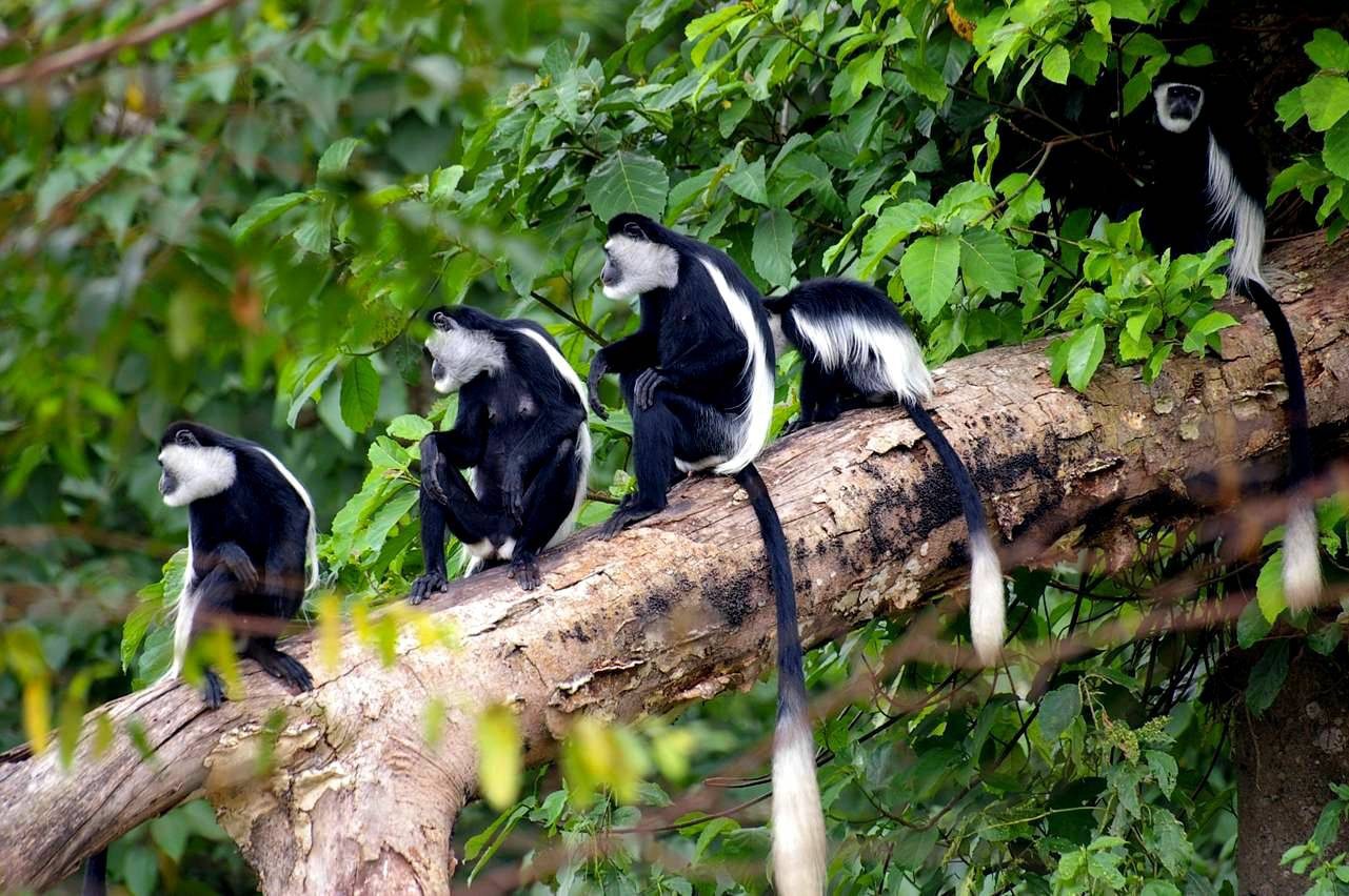 Chimpanzee trekking in Budongo Forest