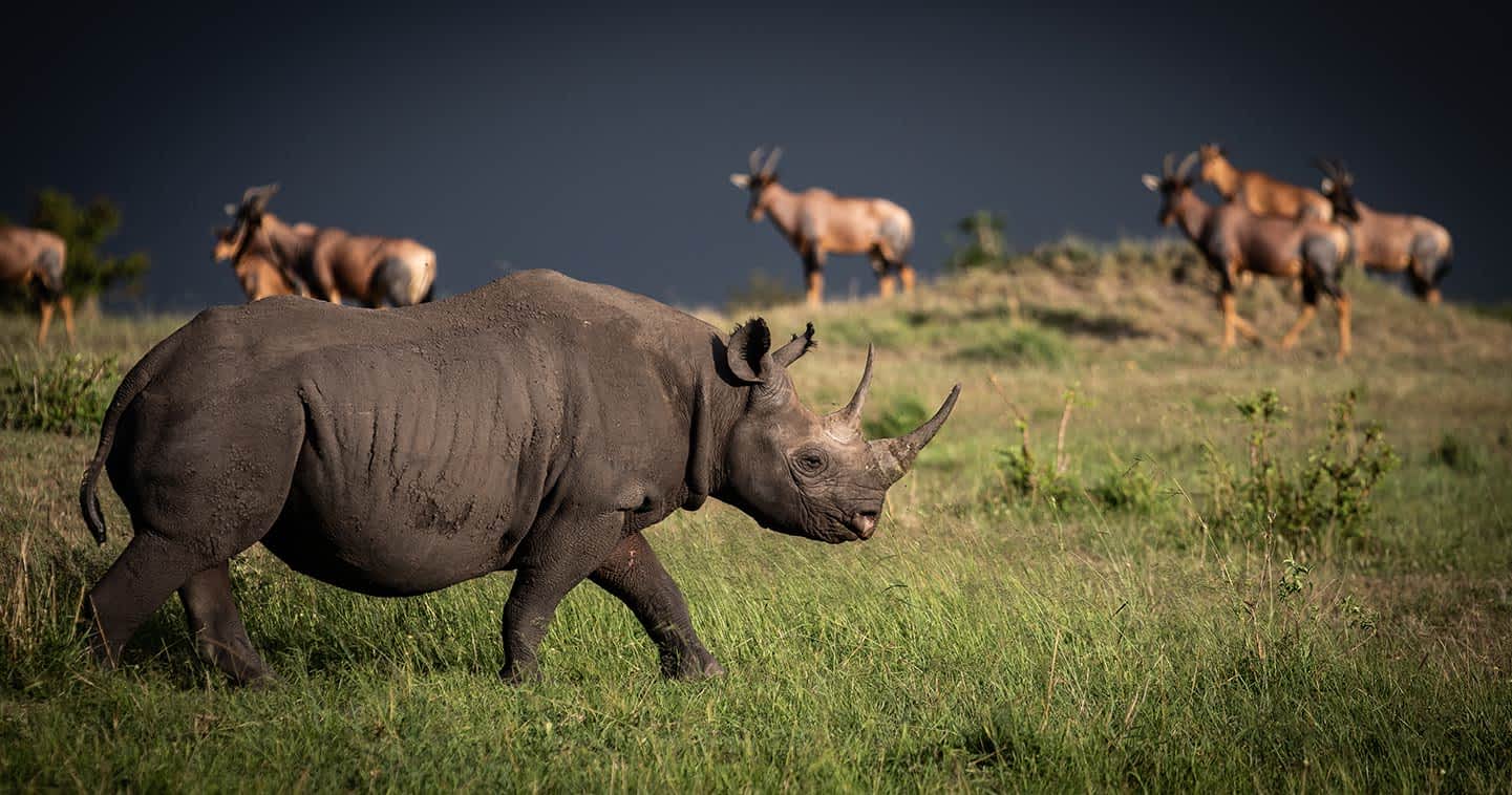 Wildlife in Serengeti National Park