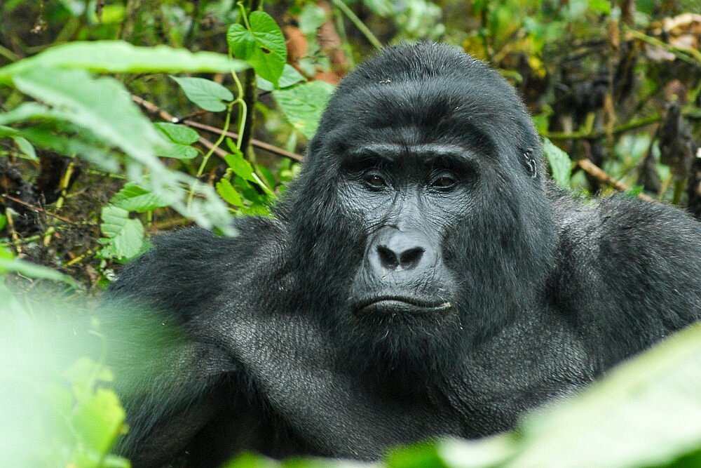 Gorilla Trekking Safaris