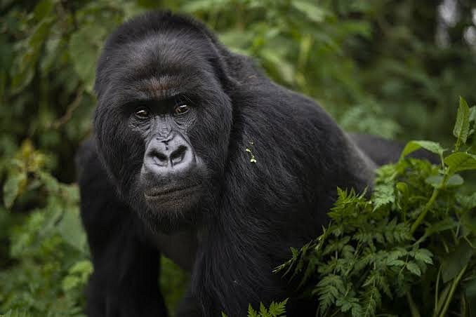 Gorilla Trekking Safaris