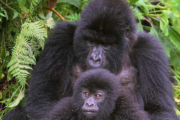 Gorilla trekking safaris