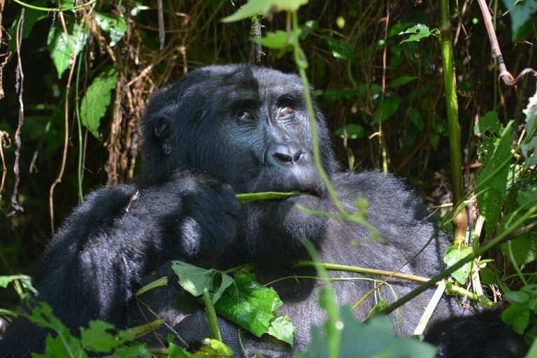 1 Day Uganda gorilla trekking safari