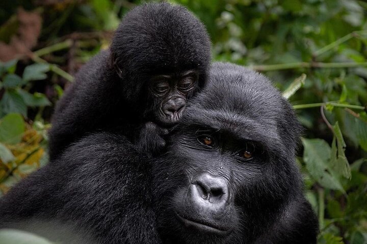 Short day Uganda gorilla Trekking safari