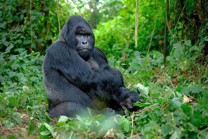 Best Wildlife Experiences in East Africa