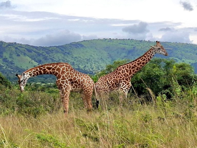Game Safaris in East Africa