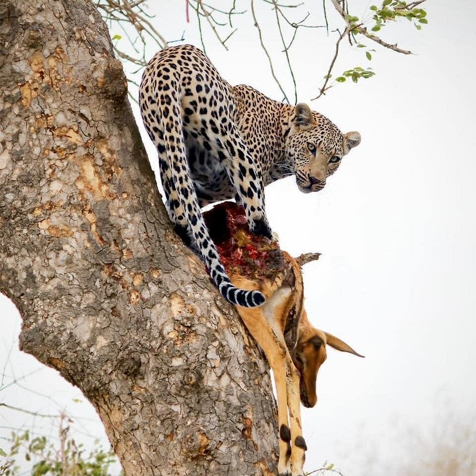 Game viewing safari northern Serengeti Tanzania