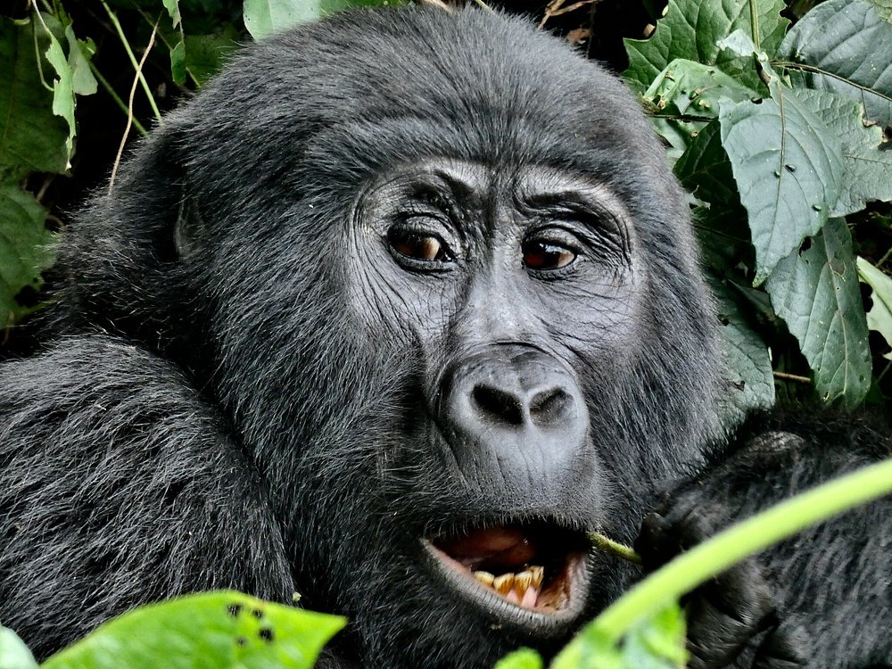 Uganda trekking & Zanzibar safaris
