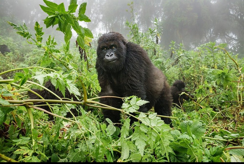 Uganda gorilla trekking & Zanzibar Safaris