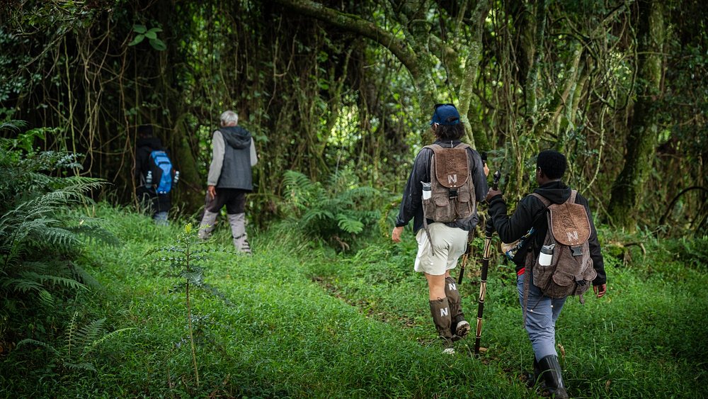Gorilla trekking in Bwindi Forest