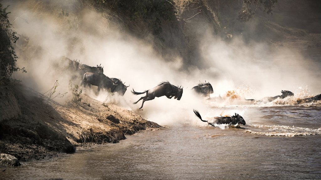 Tanzania vs Kenya Wildebeest Migration