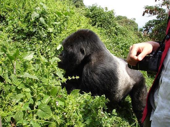 10 Days Kenya & Rwanda Gorilla Trekking safari