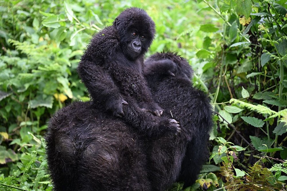 Gorilla safaris in Uganda from paris france