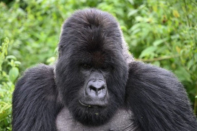 Uganda safaris