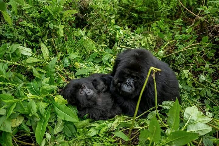 8 Day Uganda Gorilla safari from France