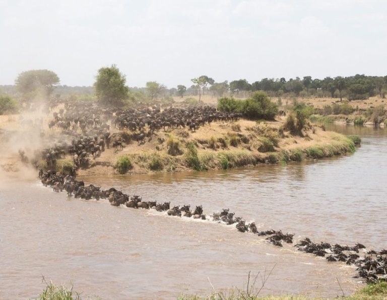 Tanzania vs Kenya Wildebeest Migration