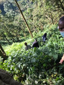 Why book gorilla permits early