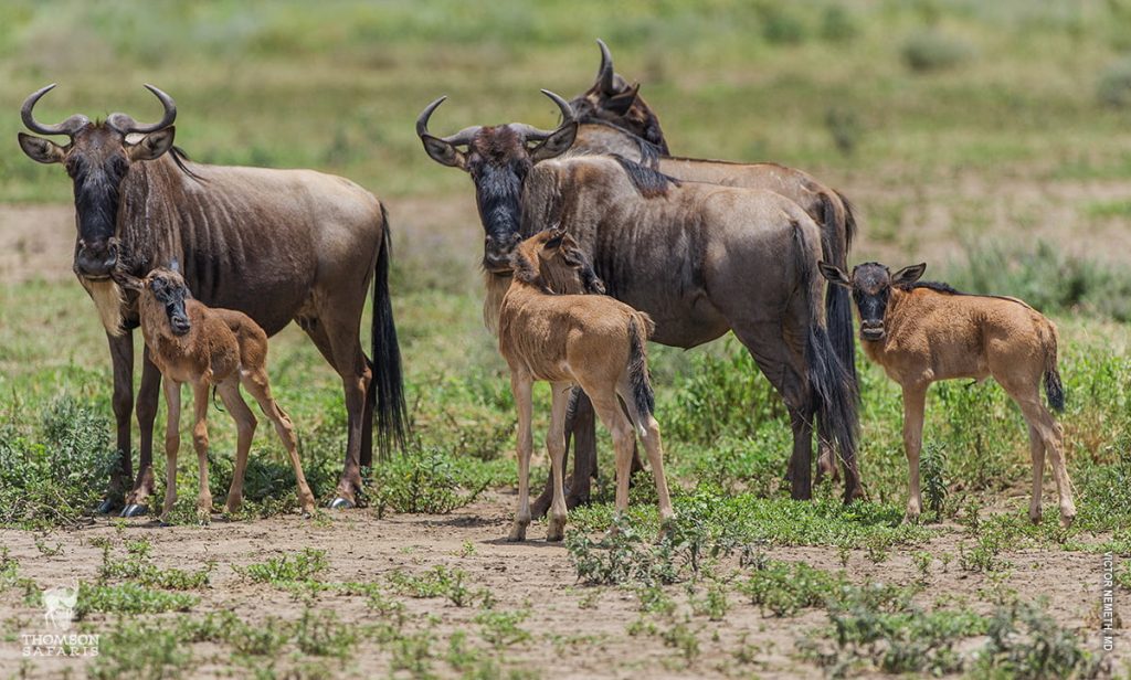 Tanzania Vs Kenya Wildebeest Migration