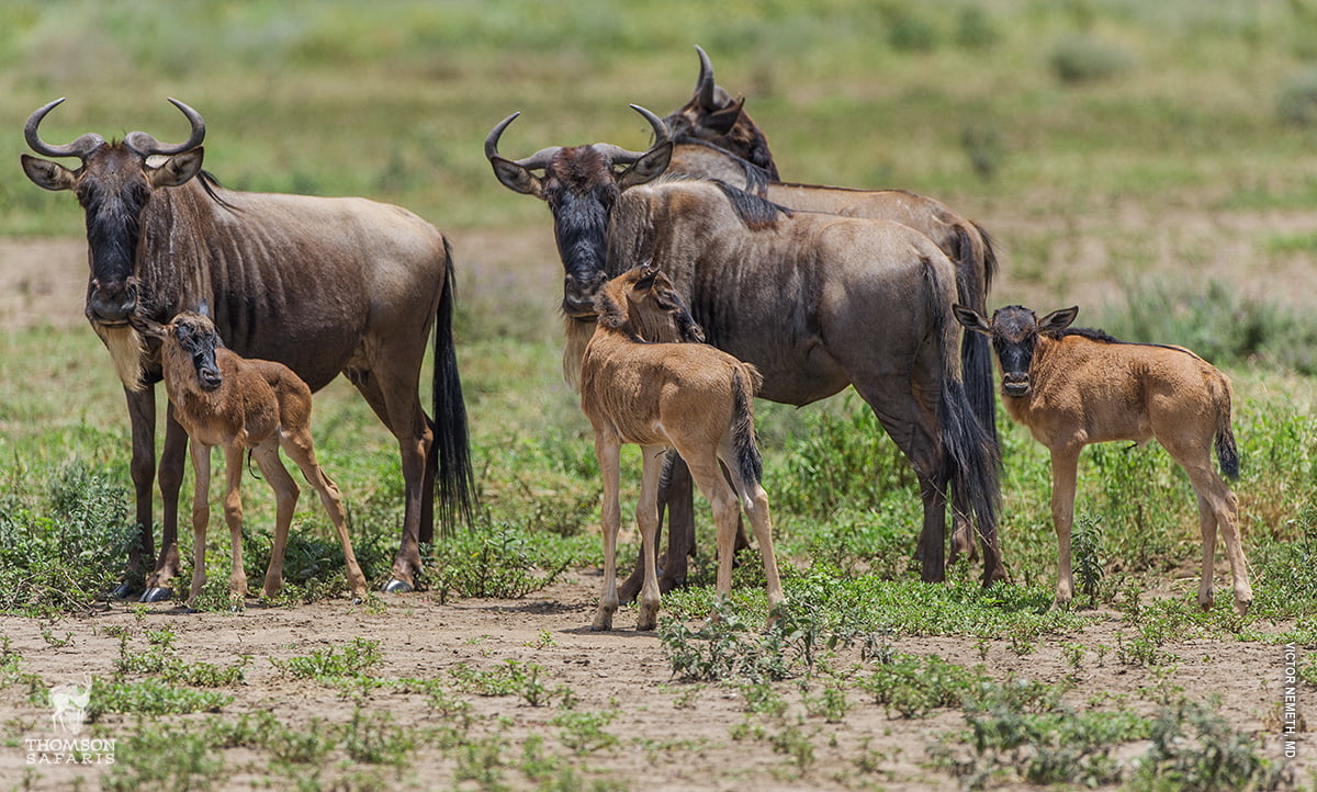 Wildebeest calving season Serengeti Tanzania