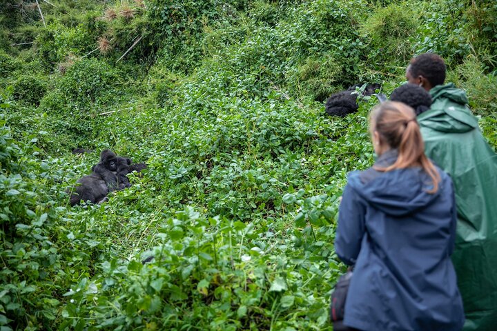 Gorilla trekking in Ruhija sector