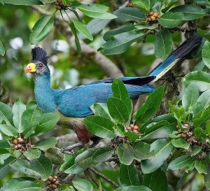 Birding in Nyungwe Forest Park