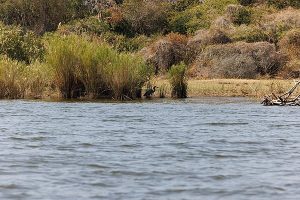 5 Days Rwanda Birding Safari