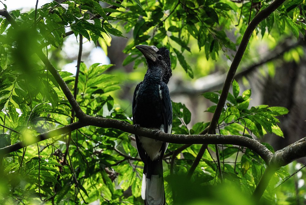 14 Days Uganda and Rwanda Birding Safari