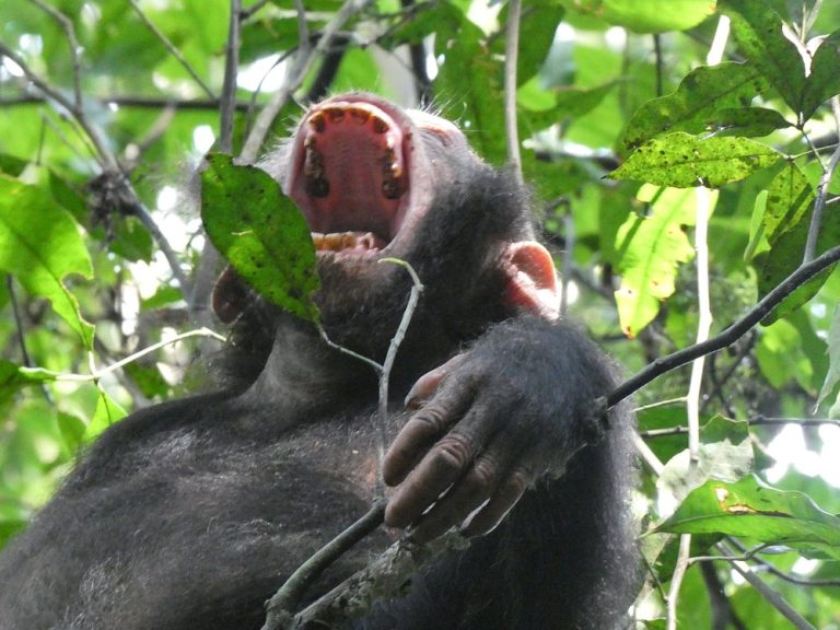 Chimpanzee habituation in Kibale Forest Park