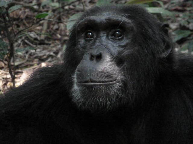 Popular animals in Uganda