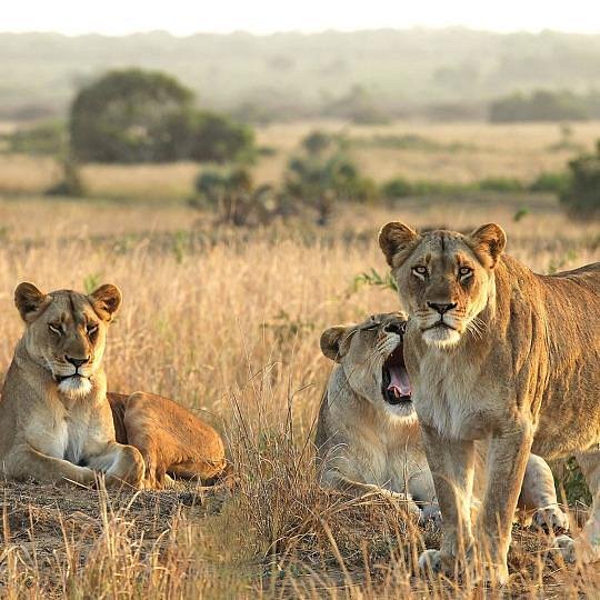 Tanzania safaris