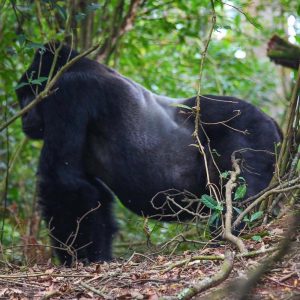 7 Days Rwanda gorilla trekking safari