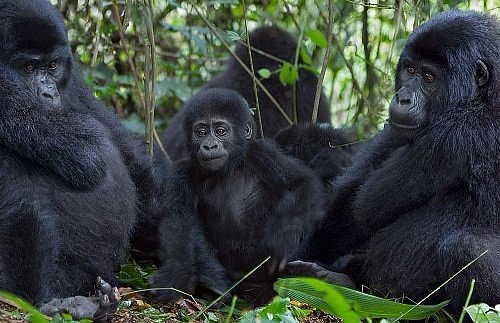 Gorilla trekking in Ruhija sector