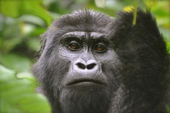 Gorilla trekking in Rwanda