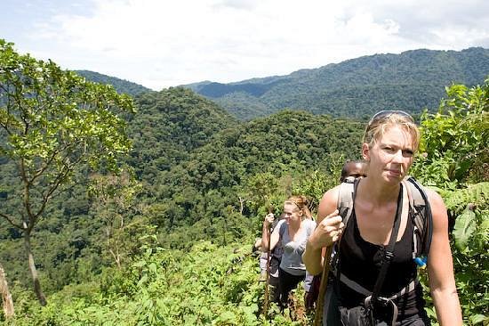 Gorilla trekking safaris