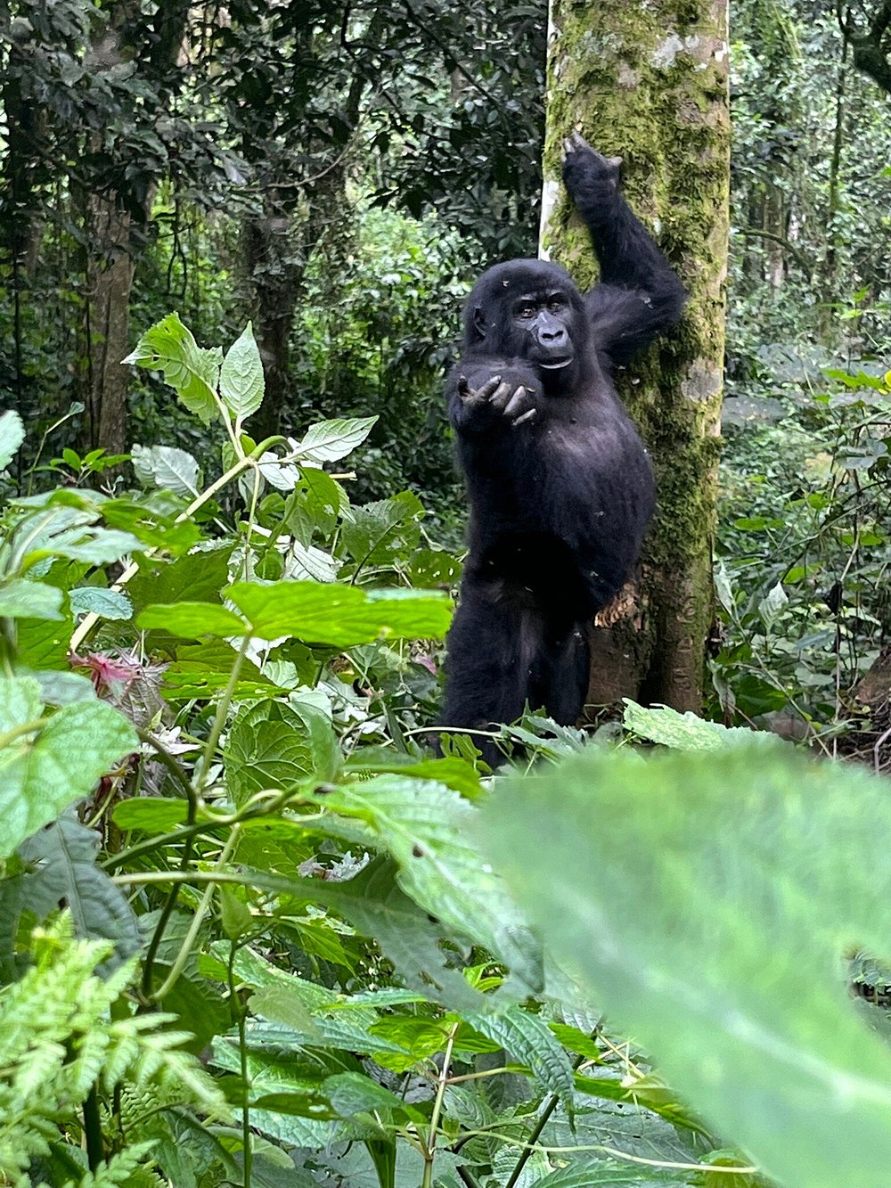 Gorilla trekking safaris