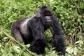 Gorilla trekking safaris
